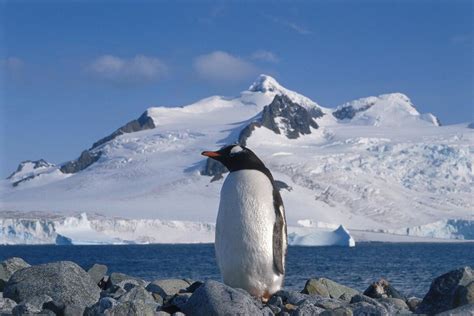 Pingvin Sa Antarktika SluČajno PreŠao 3000 Km Putovanje Završio Na
