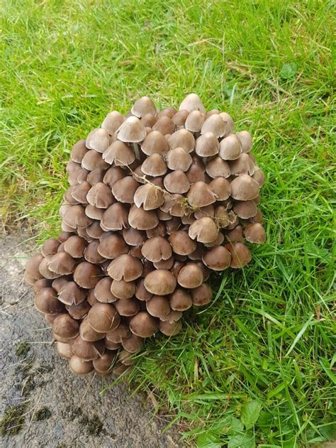 Magic Mushrooms Does Anybody Know If These Are Liberty Caps R