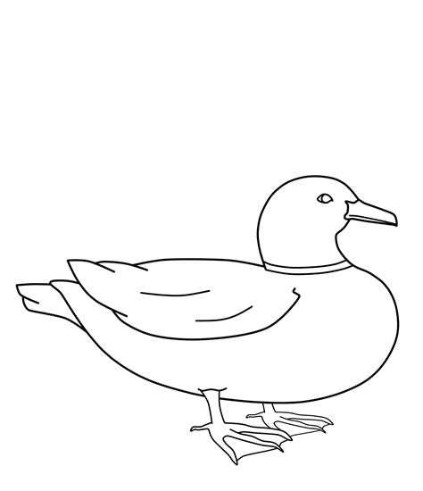 Mallard Duck Coloring Pages Sketch Coloring Page