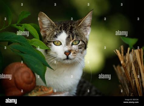 Portrait Of A Semi Feral Farm Cat In The Bushes Stock Photo Alamy