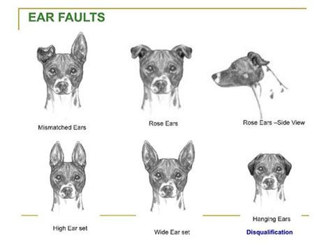 Why Do My Dogs Ears Go Back