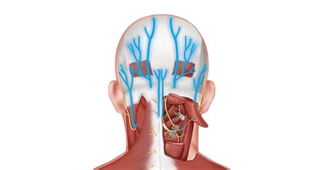 Occipital Nerve Block Treatments Twin Cities Pain Clinic