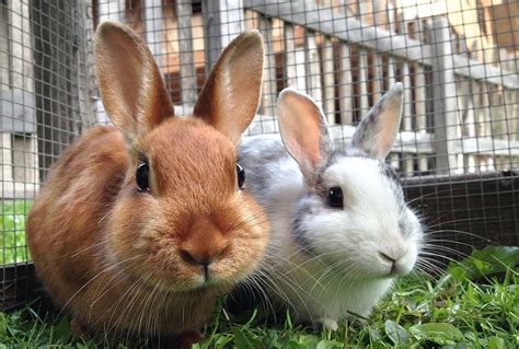 How To Keep Rabbits Warm In Winter Pets At Home