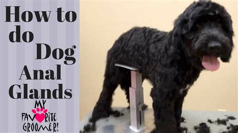 This has been going on for about 6 months. How to Express your Dog's Anal Glands - YouTube