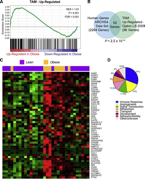 Obesity Associated Extracellular Matrix Remodeling Promotes A