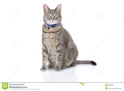 Tabby Cat Sitting And Looking At Camera Stock Image Image Of Grey