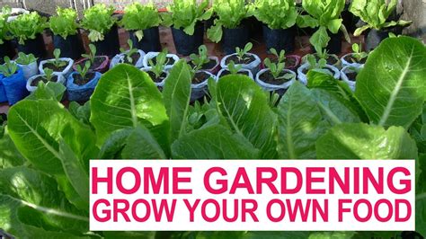 Home Gardening I Grow Your Own Food Youtube