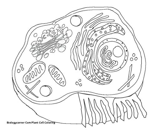 Print out animal pages/information sheets to color. Animal Cell Coloring Worksheet Answers | Briefencounters