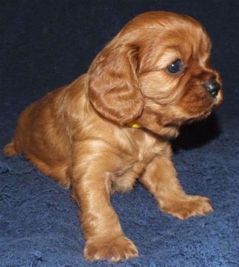 Ruby Cavalier King Charles Spaniel Puppy 598541 Puppyspot