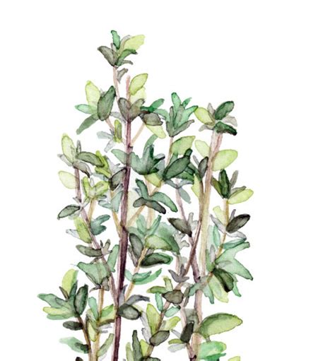 Thyme Herb Painting Print From Original Watercolor Painting Etsy