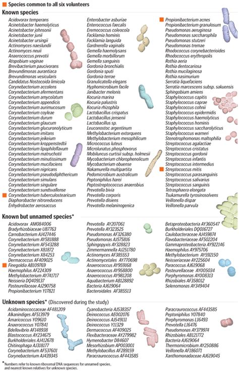 Berbagai Jenis Mikroorganisme Kulit Berbagi Informasi Mengenai Ilmu
