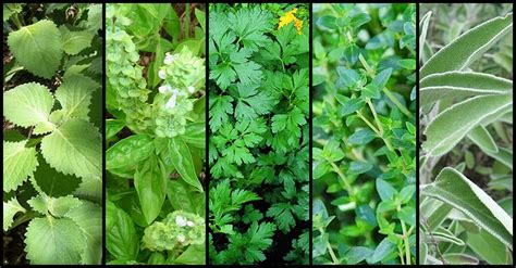 Medicinal Herbs You Need To Grow In Your Own Backyard Dr Farrah Md