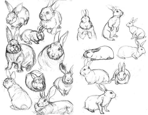 Rabbit Sketches By Ladyfiszi On Deviantart Animal Drawings Rabbit