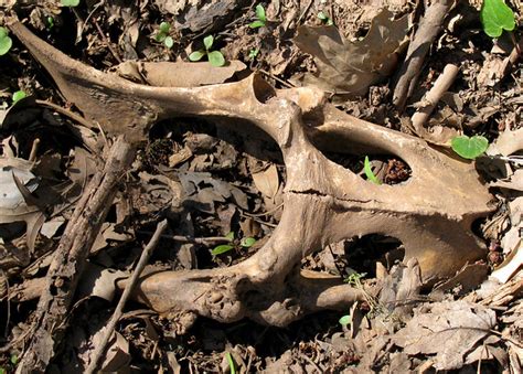 Deer Pelvis Nature In The Burbs Flickr