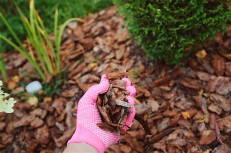 Beneficios De Hojas Secas Para El Jardín Crea Increíble Abono Orgánico