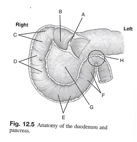 Duodenum And Pancreas Diagram Quizlet