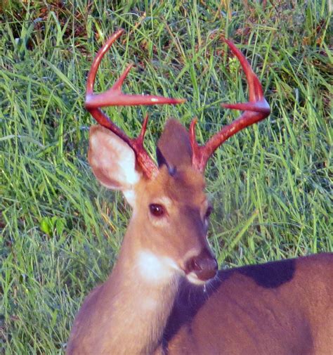 White Tailed Deer Red Antlers In The Morning Sunrise I Be Flickr