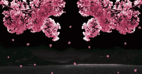 Bunga Sakura Bergerak 1024x538 Wallpaper Teahub Io