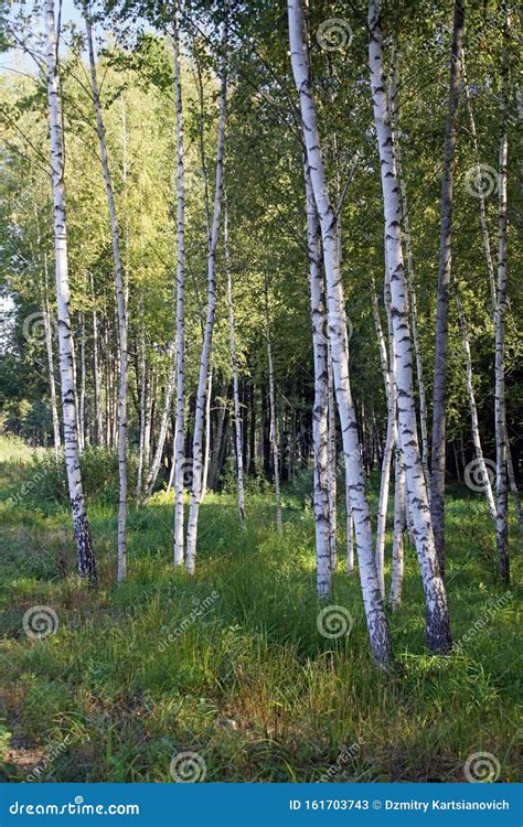 Young Birch Trees On A Sunny Day In The Forest Stock Image Image Of