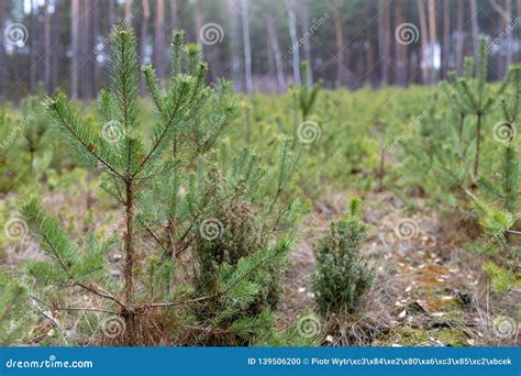 Pine Cultivation In A Wooded Area Young Pine Trees Growing In A Fenced