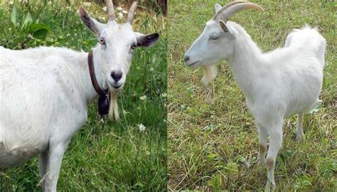Pygora Goat Breed Everything You Need To Know