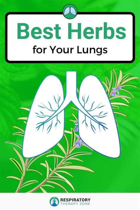 Top 5 Herbs For Lung Health Copd And Clearing Mucus Clear Lungs