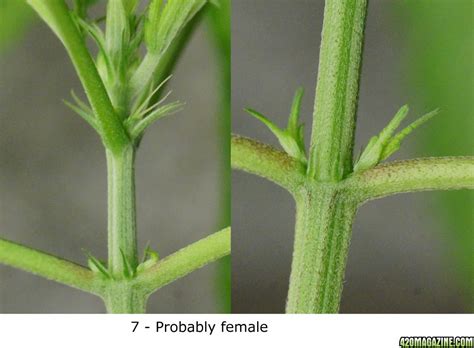Theirs had the same smaller leaves and they remained orangy/red. How do I determine a female sex plant from a male? - Page 12