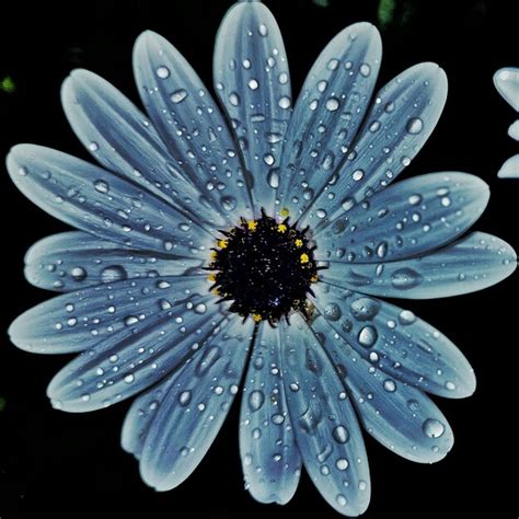 Premium Photo Close Up Of Wet Flower