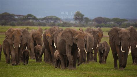 African Elephant The Big Five Africa