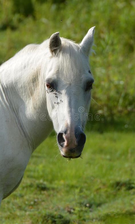 Stable Flies On A White Arabian Pony Stock Image Image Of Young Pony