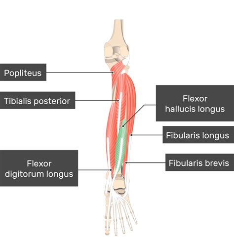 Tibial Posterior Flexor Digitorum Longus Flexor Hallucis Longus