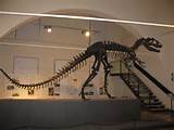 Pictures of Dinosaur Fossil Utah