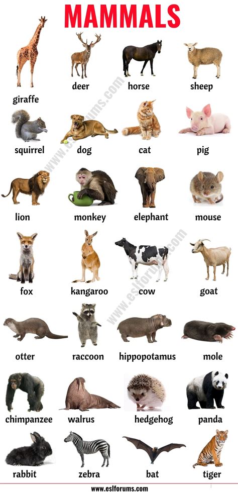 Mammals List Of Mammals In English With Esl Picture Animals Name In