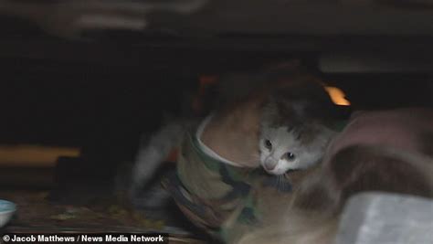 Kitten Survives 140km Road Trip Trapped Under Bmw Bonnet And Is Rescued By Nsw Police In Sydney