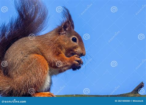 Scottish Red Squirrel Eating A Nut Stock Photo Image Of Scottish