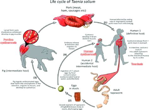 Life Cycle Of Taenia Solium Download Scientific Diagram