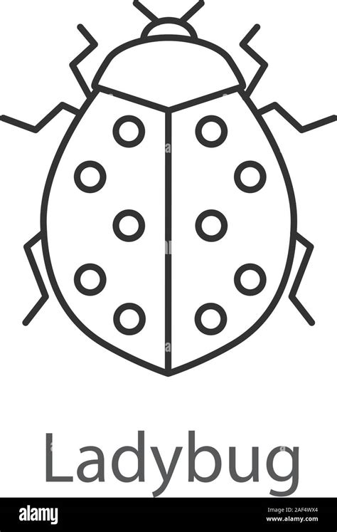 Ladybug Linear Icon Ladybird Insect Thin Line Illustration Contour