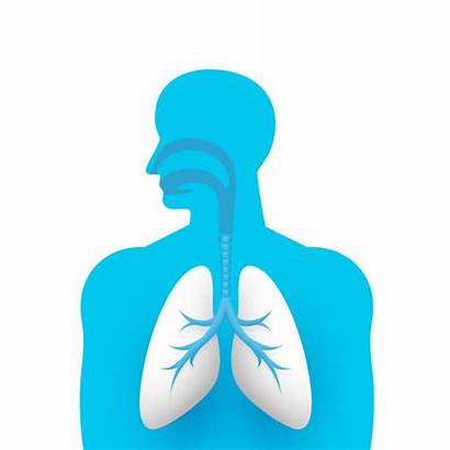 Lungs Respiratory System Human Medical Creative Illustration