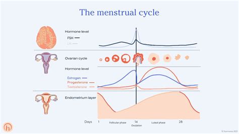 How Late Can A Period Be Causes And Reasons For Late Periods