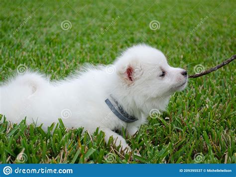 White American Eskimo Puppy Stock Image Image Of Miniature Eskimo