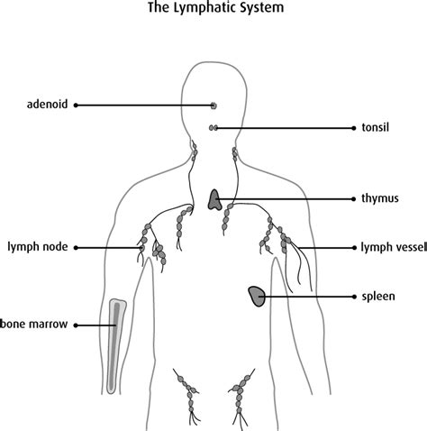 Das lymphatische system oder lymphsystem (systema lymphaticum, systema lymphoideum) beinhaltet. Lymph System Des Menschen Anatomie - Das lymphatische ...