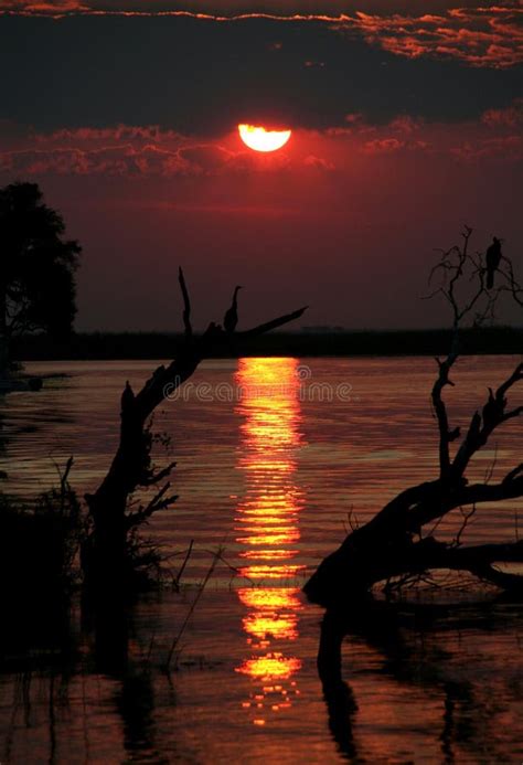 Sunset Tree Silhouettes Stock Image Image Of Nature 11402835