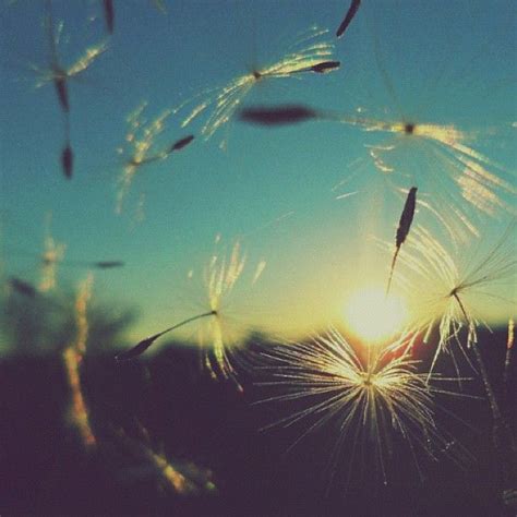 Dandelions Blowing In The Wind Dandelion Blowin In The Wind Photo