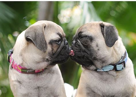 Puppy Love Pugs Cute Pugs Pugs And Kisses