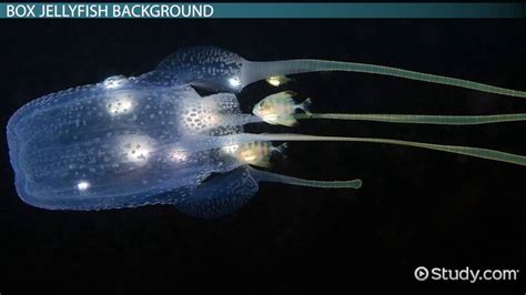 Jellyfish Anatomy