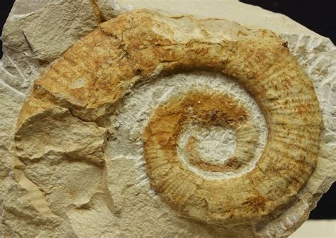 Posibles Líneas Evolutivas De Los Ammonites Heteromorfos