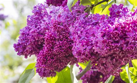 Top 10 Plants For Clay Soil The English Garden