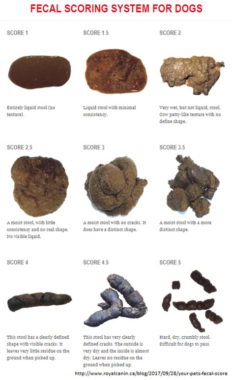 Dog Poop Chart Printable Pdf Download When Your Vet Assesses Your