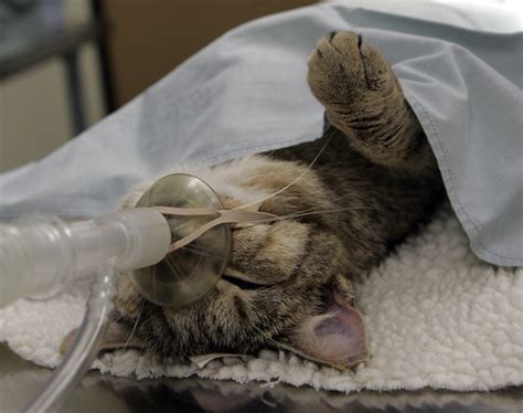 L.A. County will require cat owners to spay or neuter and microchip