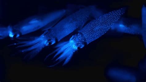Bioluminescent Firefly Squid